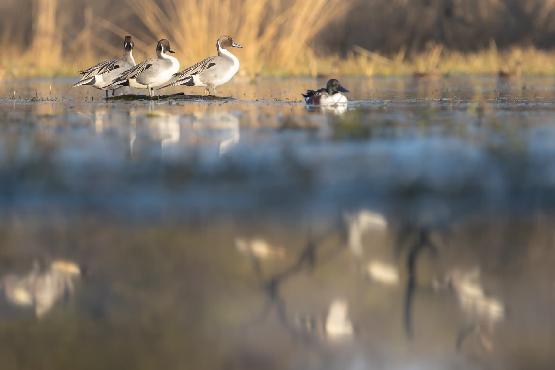 Birds in air, water and land