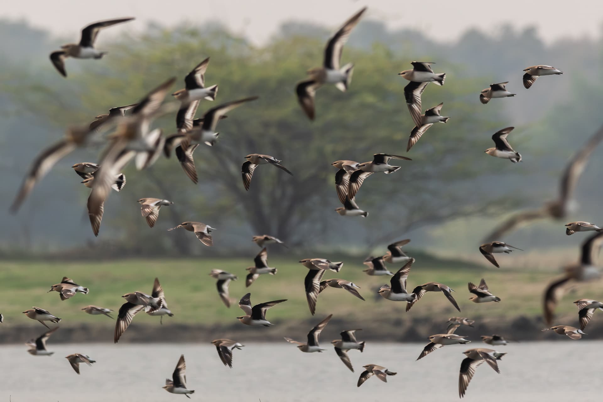 Chaos in flight