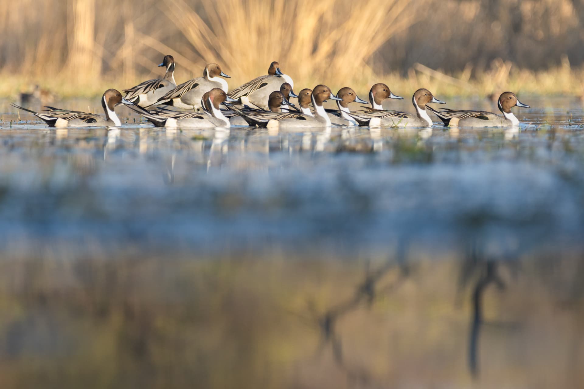 The duck train