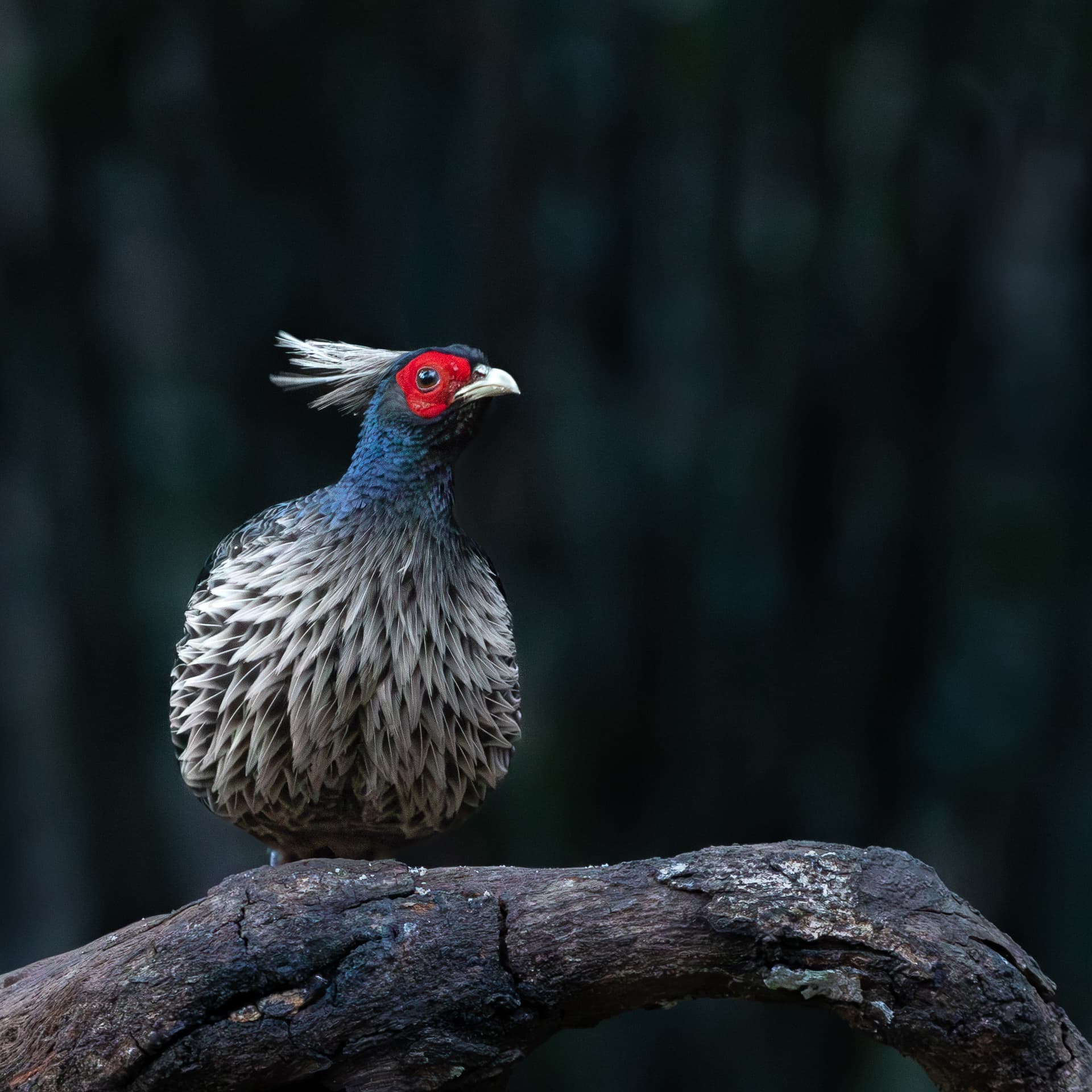 Kheleej pheasant before dawn