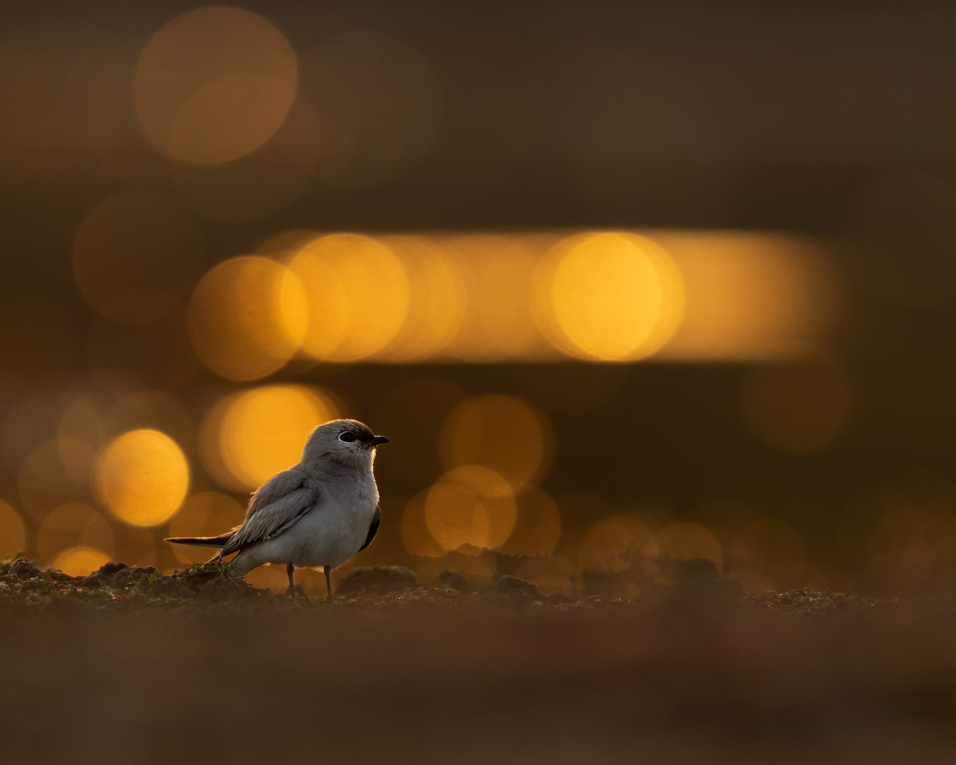 A pranticole in the golden hour