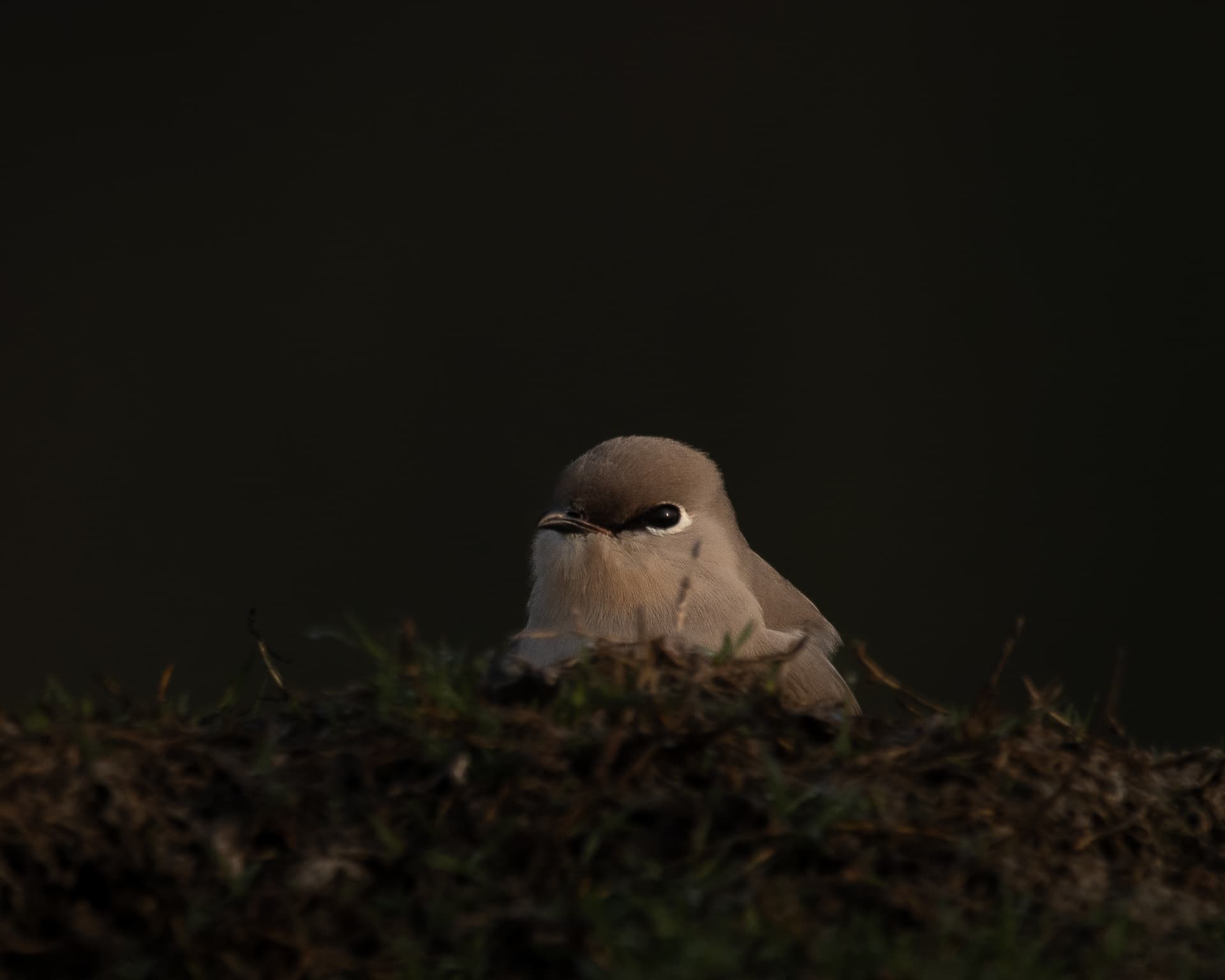 A pranticole Peekaboo