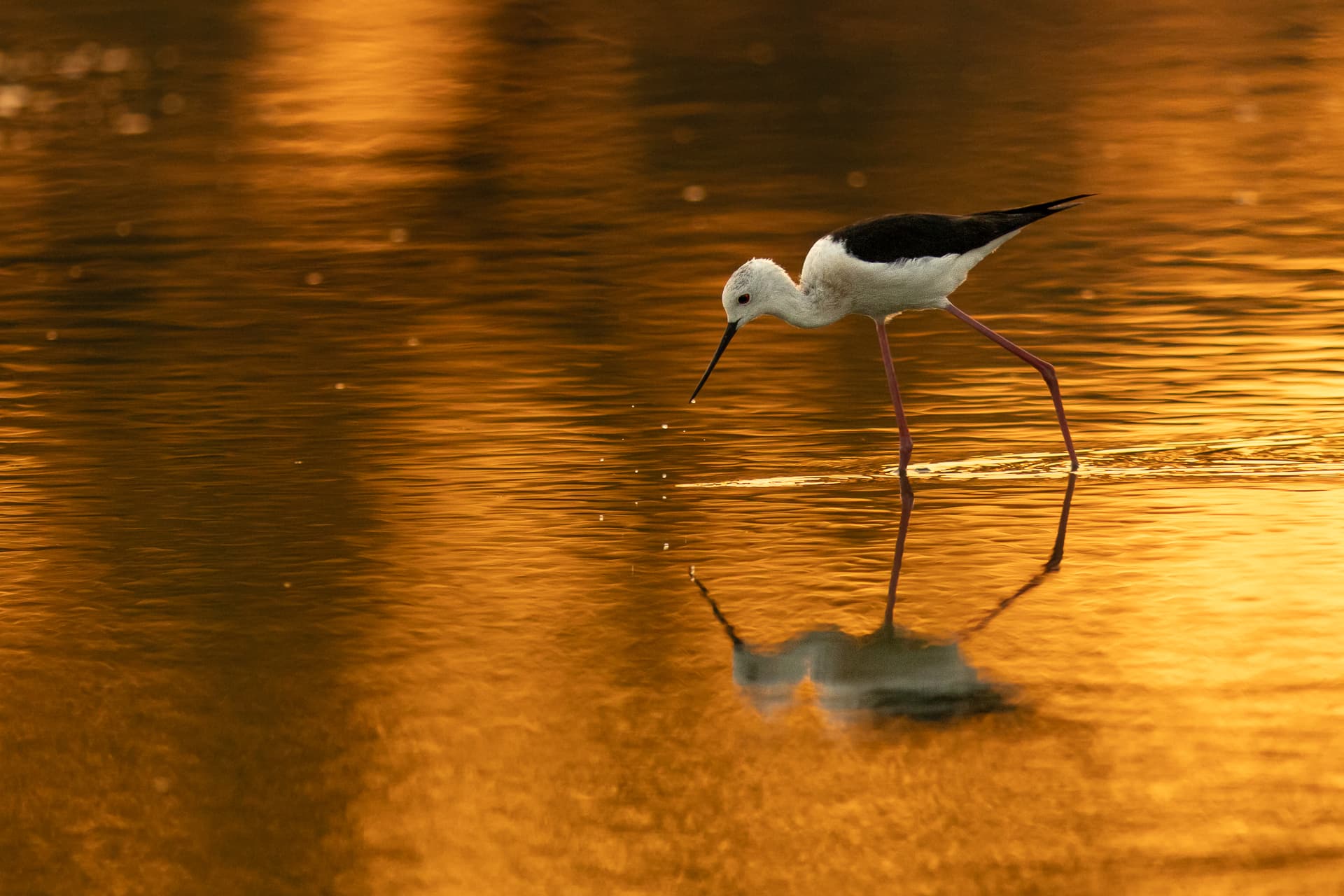 A stilt in the golden hour