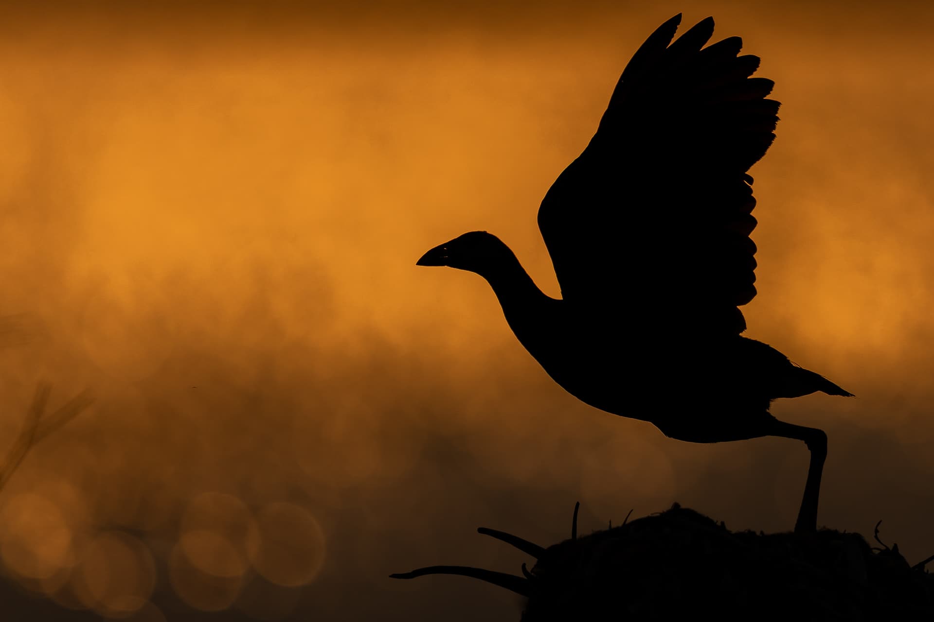 A swamphen flying