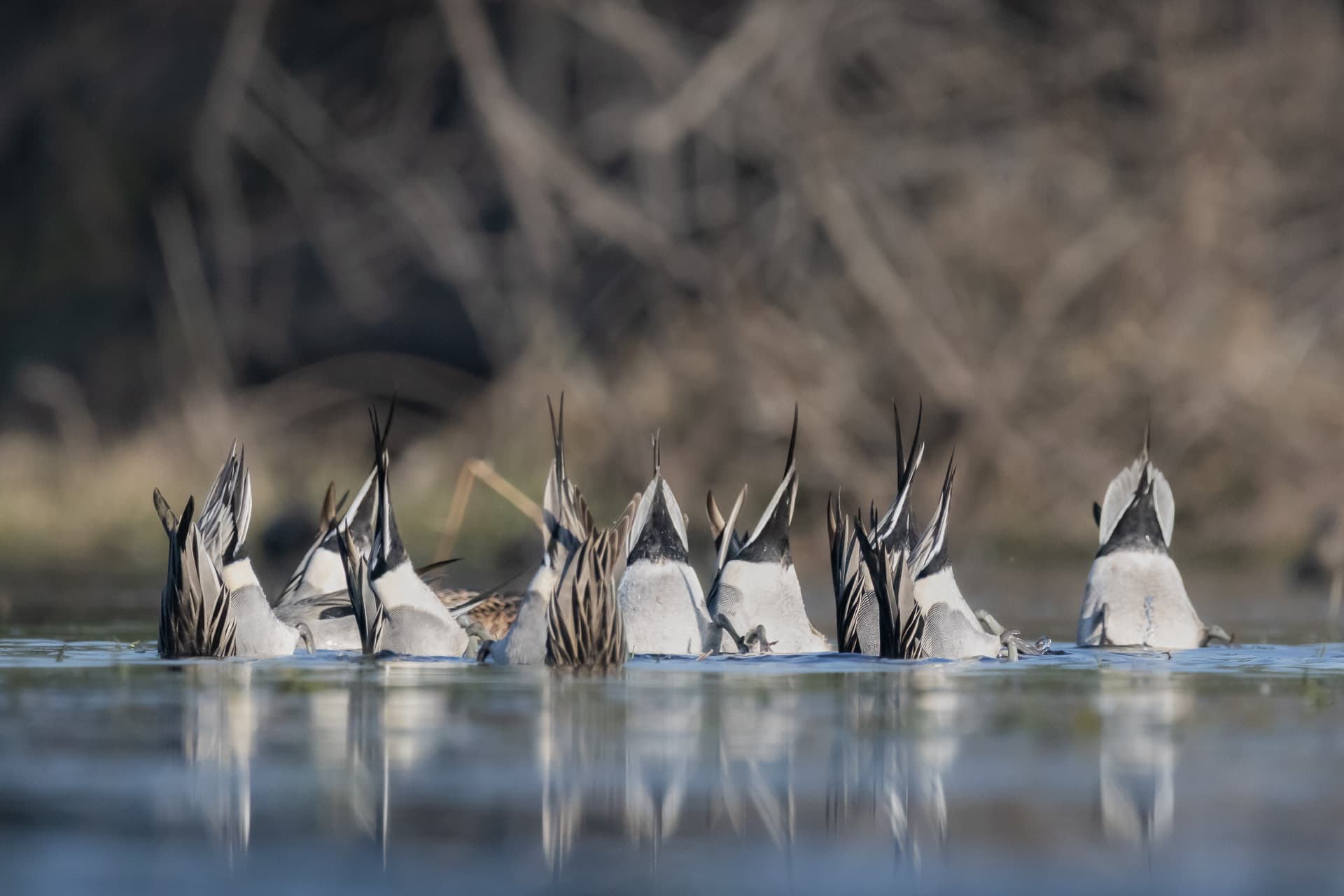 The Narwhales of Bharatpur