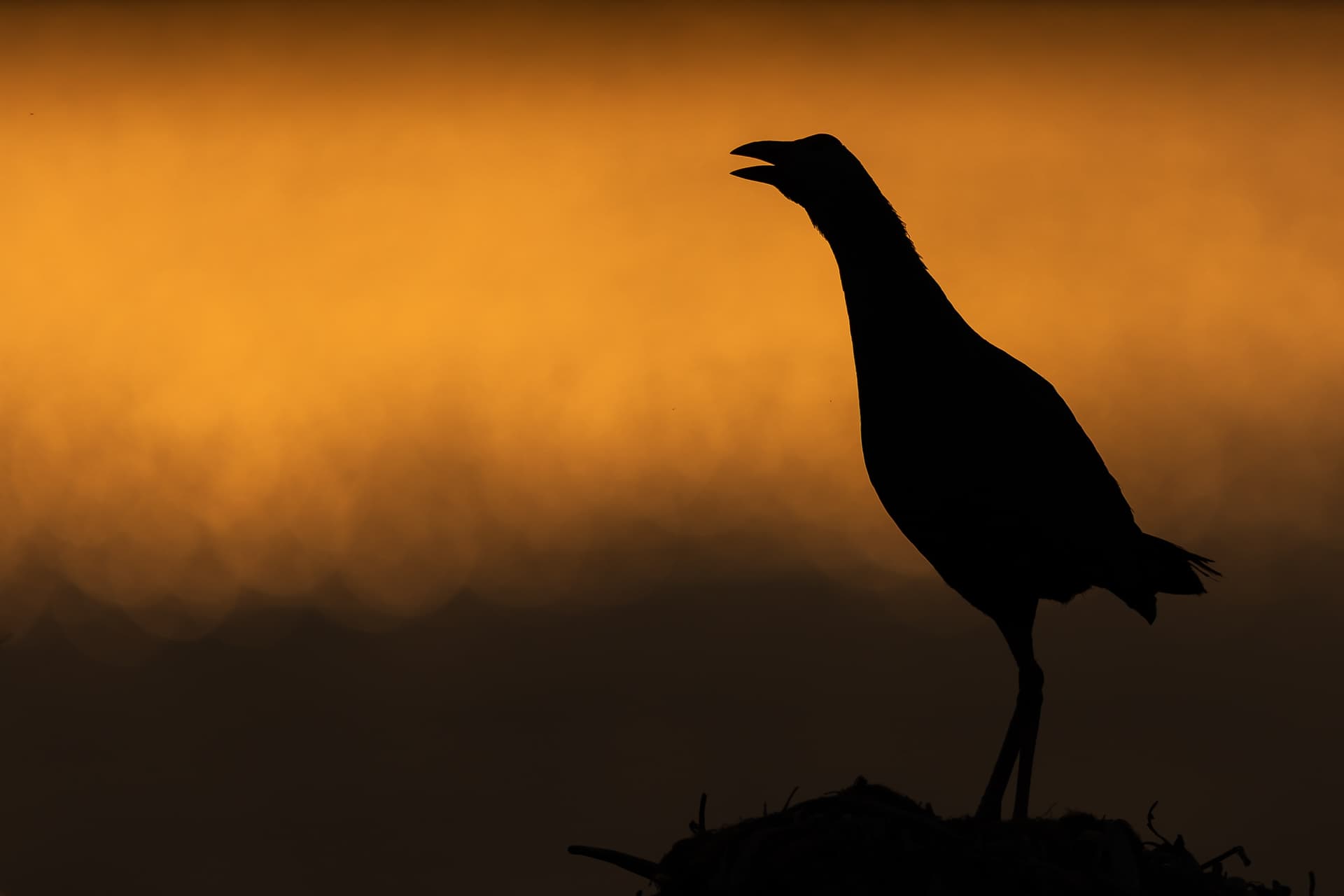 Swamphen in Evening Light