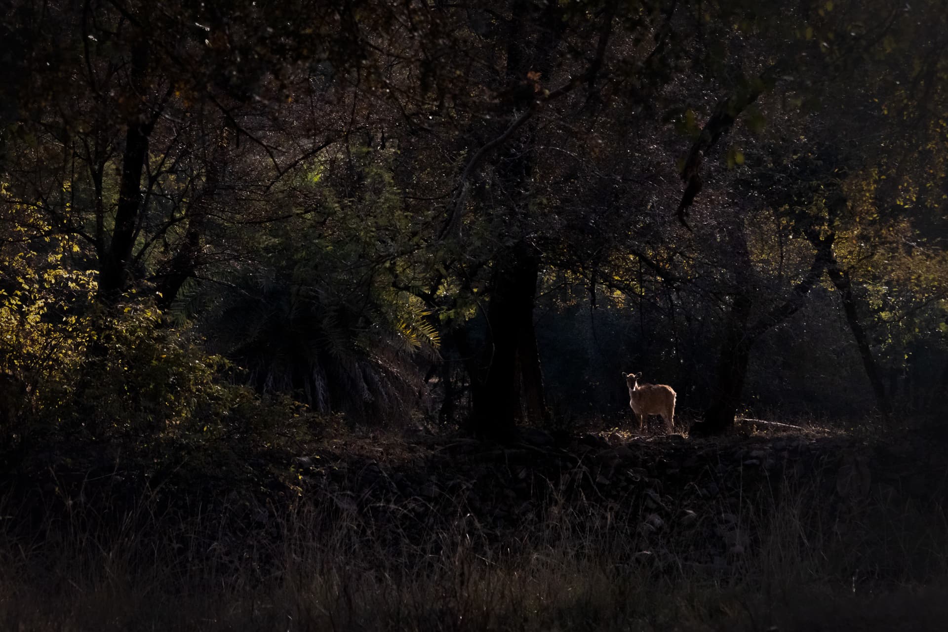 Deer in foliage