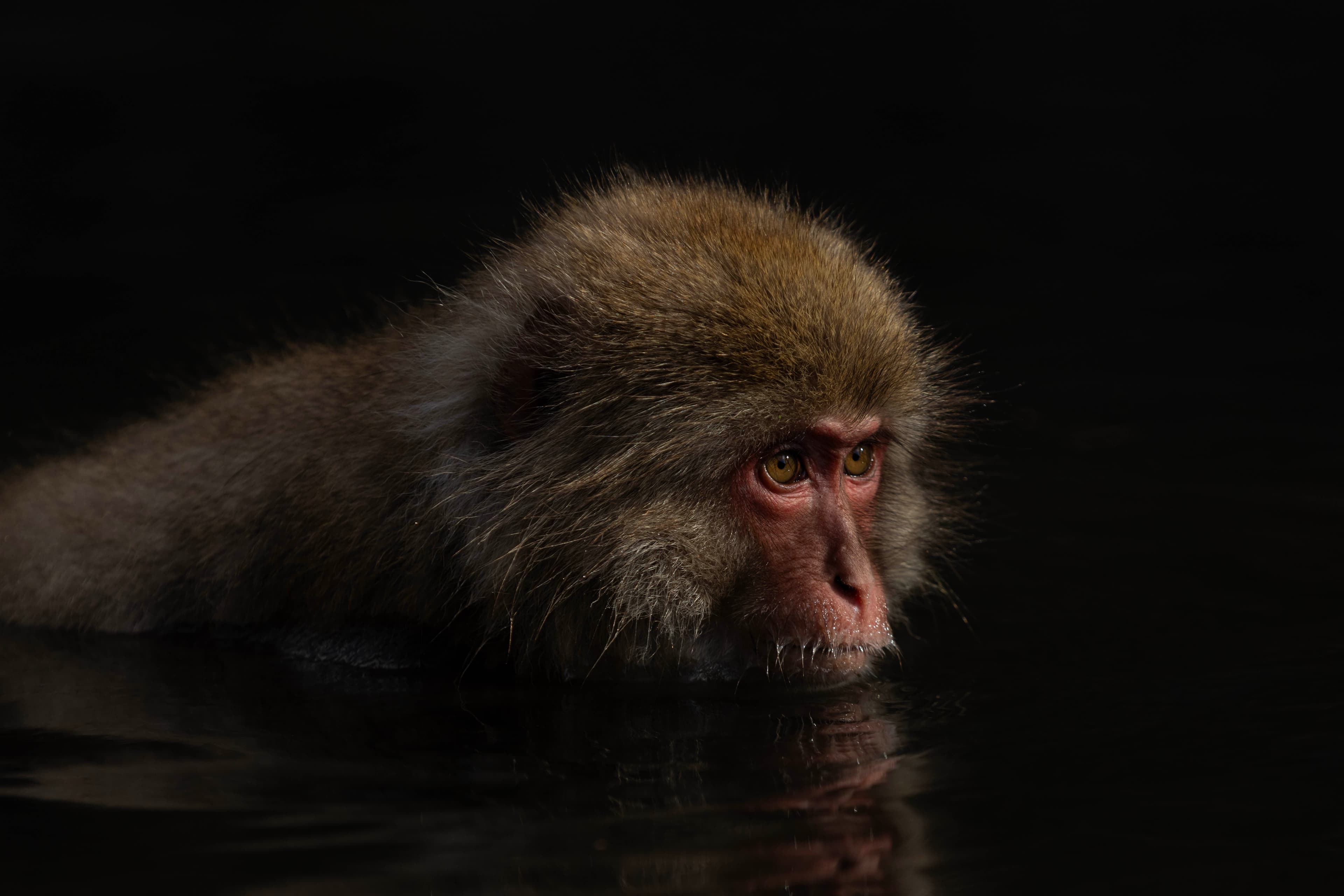 Snow Monkey